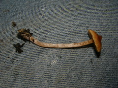 Cortinarius waiporianus