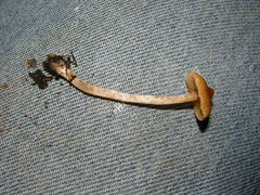 Cortinarius waiporianus