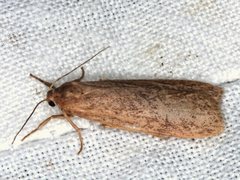 Scoliacma pactolias