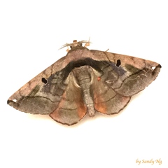 Prismosticta microprisma