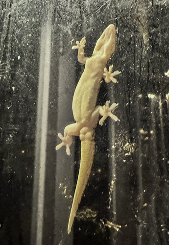 Hemidactylus frenatus