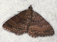 Chrysolarentia bichromata