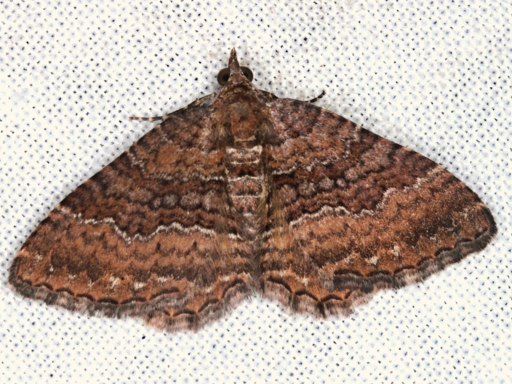Two-toned Carpet