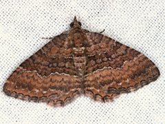 Chrysolarentia bichromata