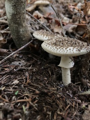 Amanita australis