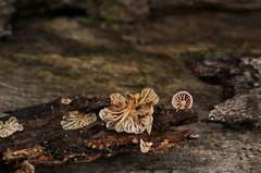 Marasmiellus affixus