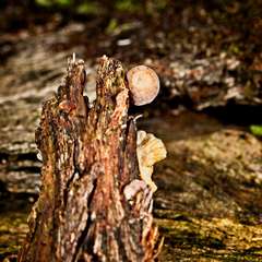 Marasmiellus affixus