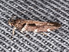 Macrobathra ceraunobola