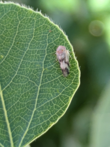 Macropsis bifasciata