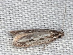 Eulechria xeropterella