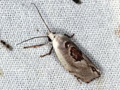 Tymbophora peltastis