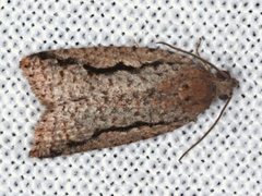 Meritastis