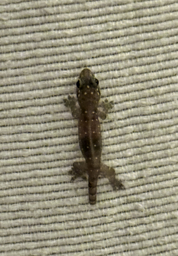 Gehyra mutilata