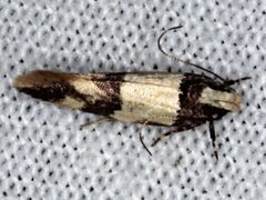 Macrobathra hamaxitodes