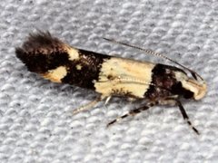 Macrobathra hamaxitodes