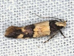 Macrobathra hamaxitodes