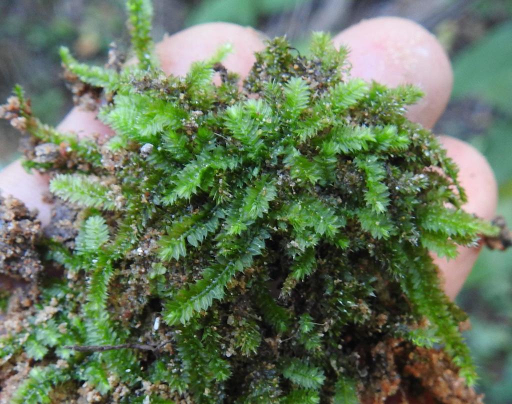 Racopilum capense