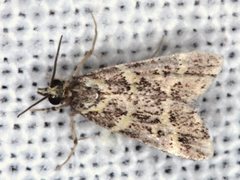Scoparia spelaea