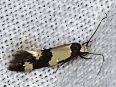 Opogona comptella