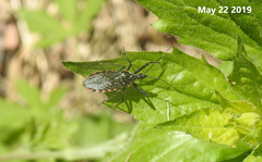 Rhynocoris leucospilus sibiricus