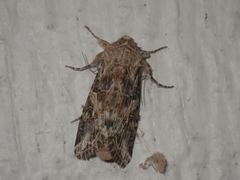 Spodoptera praefica