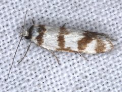 Philobota impletella