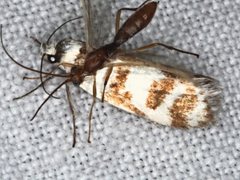 Philobota impletella