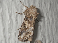Spodoptera praefica