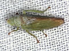 Reuplemmeles hobartensis