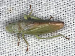 Reuplemmeles hobartensis