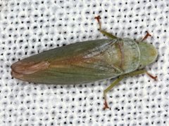 Reuplemmeles hobartensis