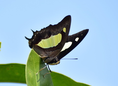Polyura