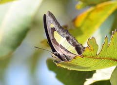 Polyura