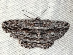 Scioglyptis chionomera