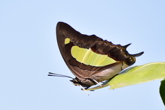 Polyura