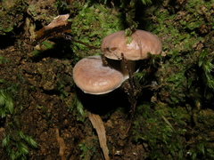 Fistulinella viscida