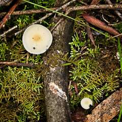 Hemimycena lactea