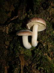 Fistulinella viscida