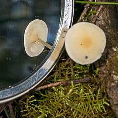 Hemimycena lactea
