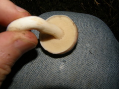 Fistulinella viscida