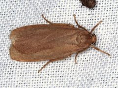 Scoliacma pactolias