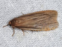 Scoliacma pactolias