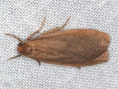 Scoliacma pactolias