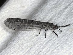 Bandidus vafer