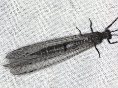 Bandidus vafer