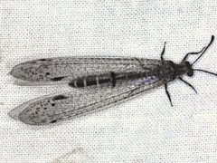 Bandidus vafer