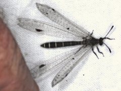 Bandidus vafer