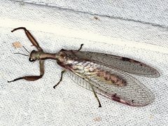 Ditaxis meridiei