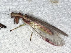 Ditaxis meridiei