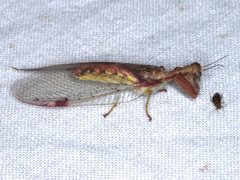 Ditaxis meridiei